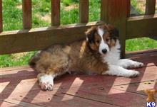 shetland sheepdog puppy posted by sunnysidepuppies