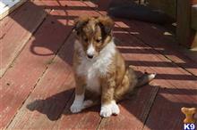 shetland sheepdog puppy posted by sunnysidepuppies
