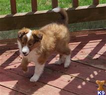 shetland sheepdog puppy posted by sunnysidepuppies