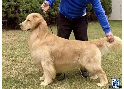 a golden retriever dog being walked by a person