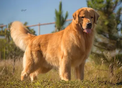 Golden Retriever stud dog: Golden Retriever standing in a grassy field under blue sky