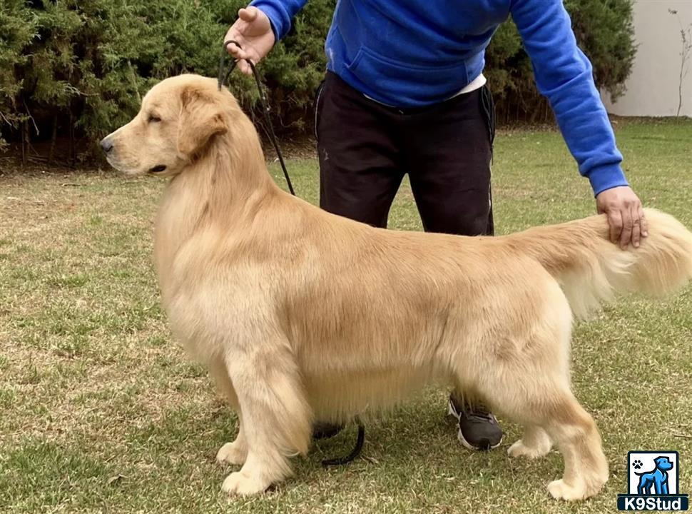 a golden retriever dog being walked by a person