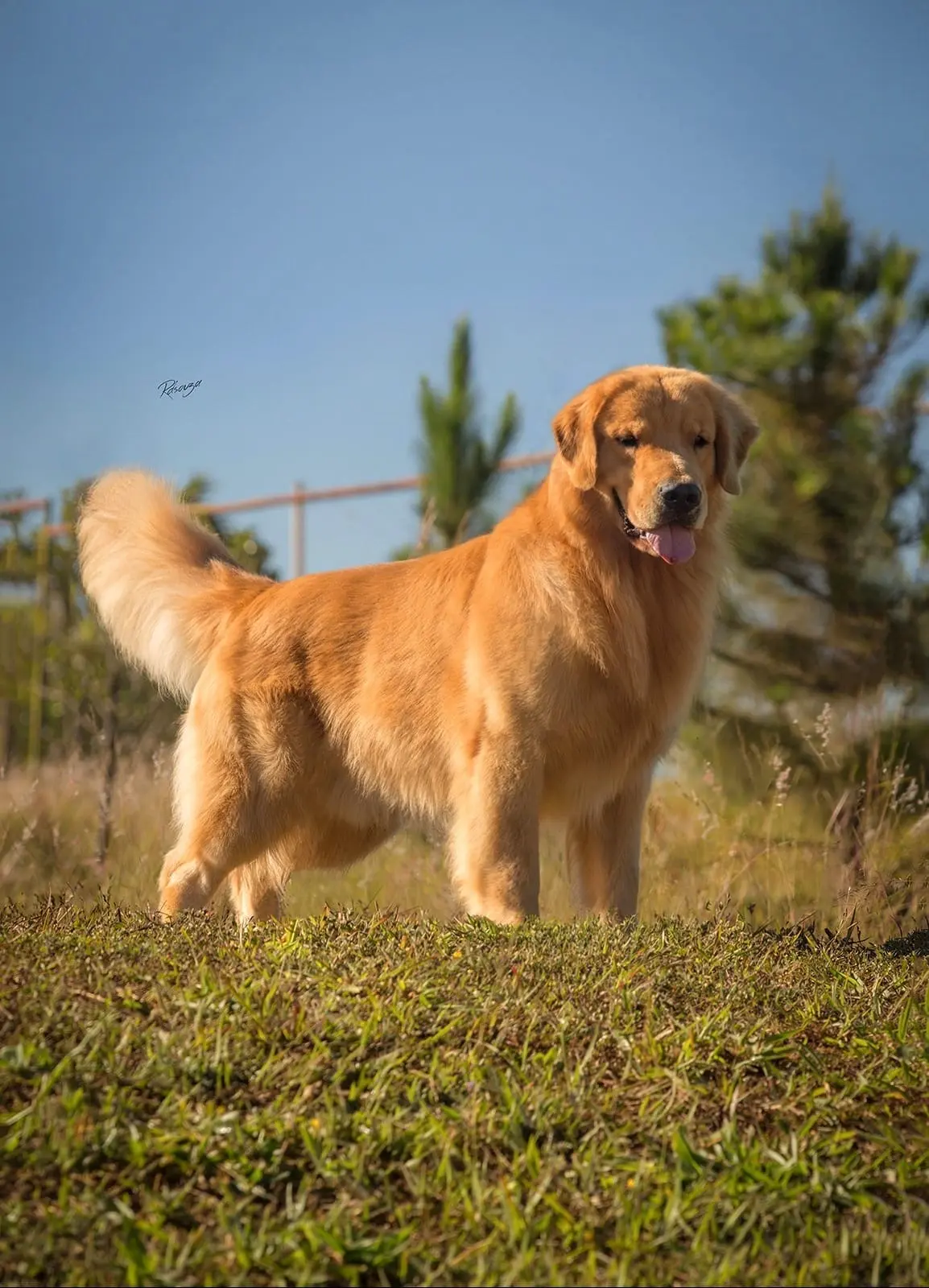 Golden Retriever stud dog