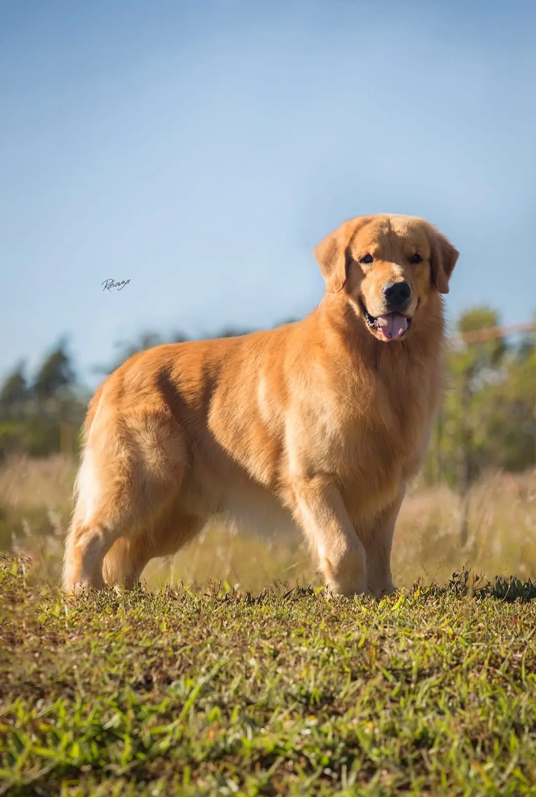 Golden Retriever stud dog: Golden Retriever standing in a grassy field under blue sky