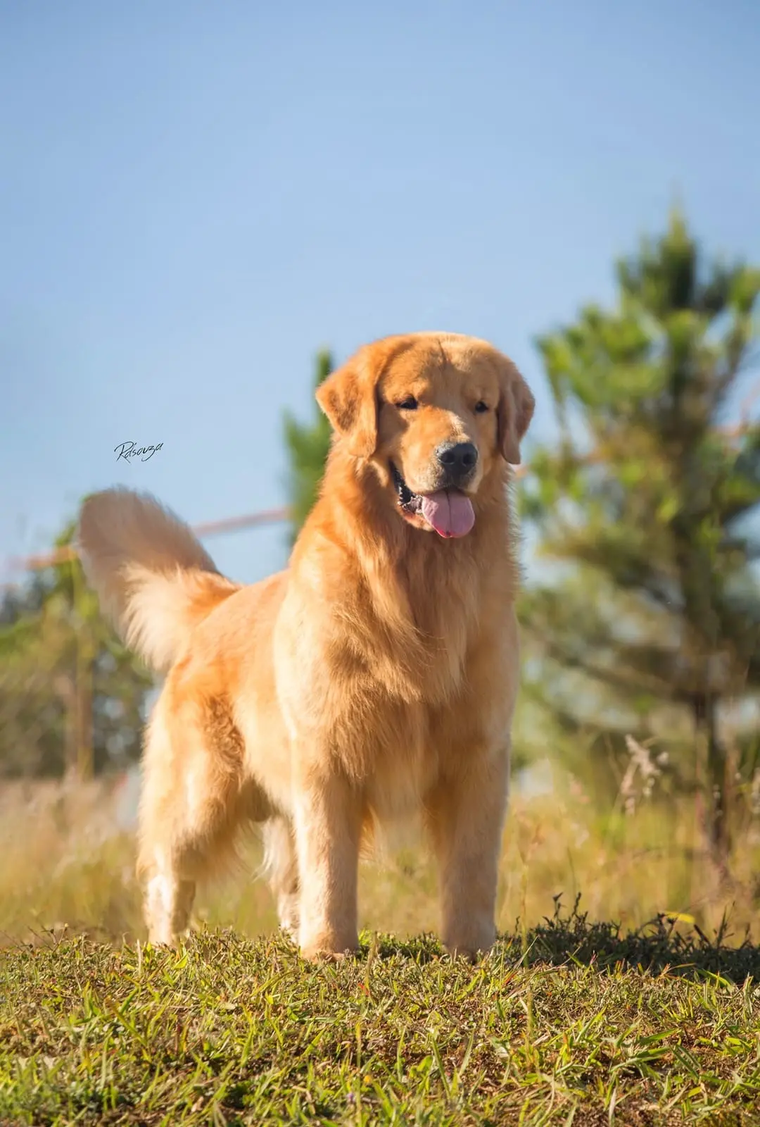 Golden Retriever stud dog: Golden Retriever standing in a grassy field with trees in background