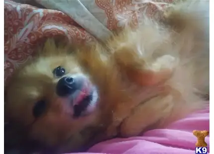 Pomeranian