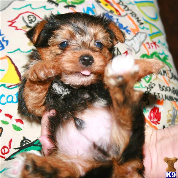 Yorkshire Terrier Puppy for Sale AKC male yorkie Orlando 13 Years old