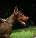 doberman pinscher puppy posted by superdobermans