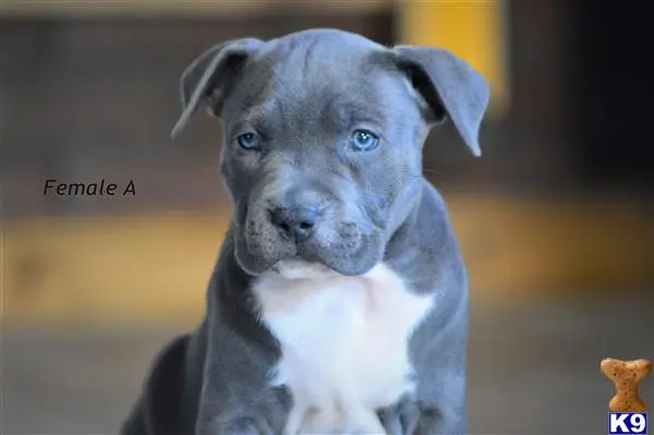 American Pit Bull puppy for sale