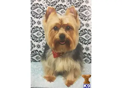 Yorkshire Terrier