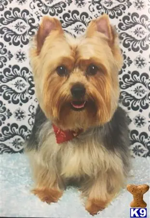 Yorkshire Terrier stud dog