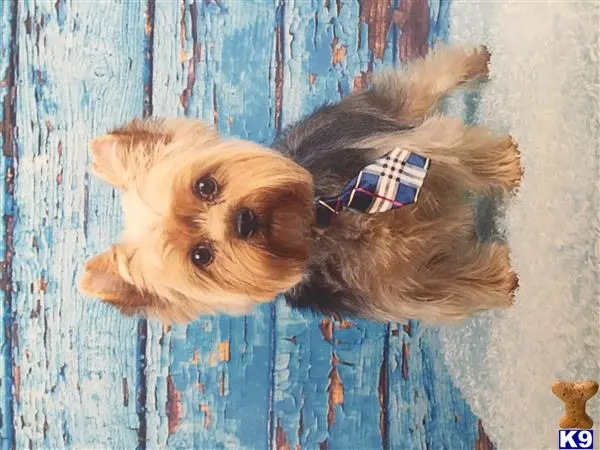 Yorkshire Terrier stud dog