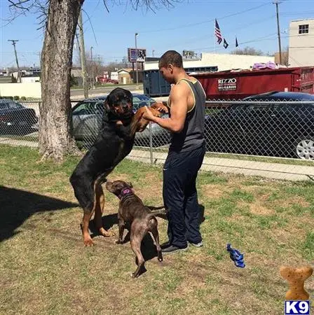 Rottweiler stud dog