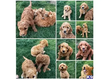 Goldendoodles