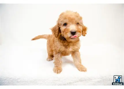 a goldendoodles dog running in the snow