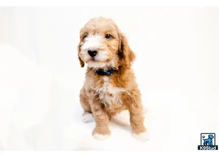 a small goldendoodles dog with a blue collar