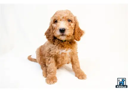 a goldendoodles dog sitting looking at the camera