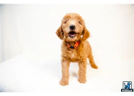 a goldendoodles dog standing on snow