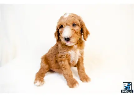 a goldendoodles dog sitting on a white surface