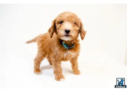 a goldendoodles dog standing on a white surface
