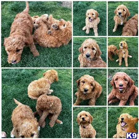 Goldendoodles puppy for sale