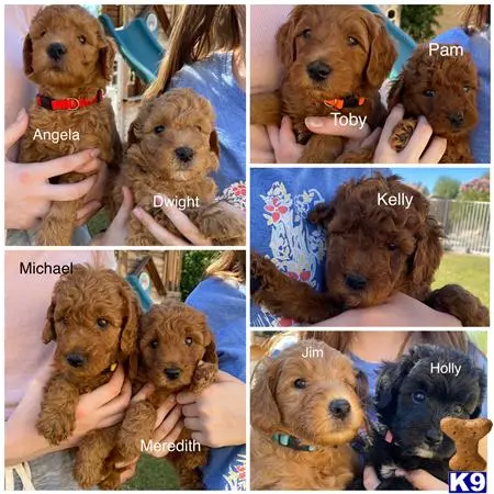 Goldendoodles puppy for sale