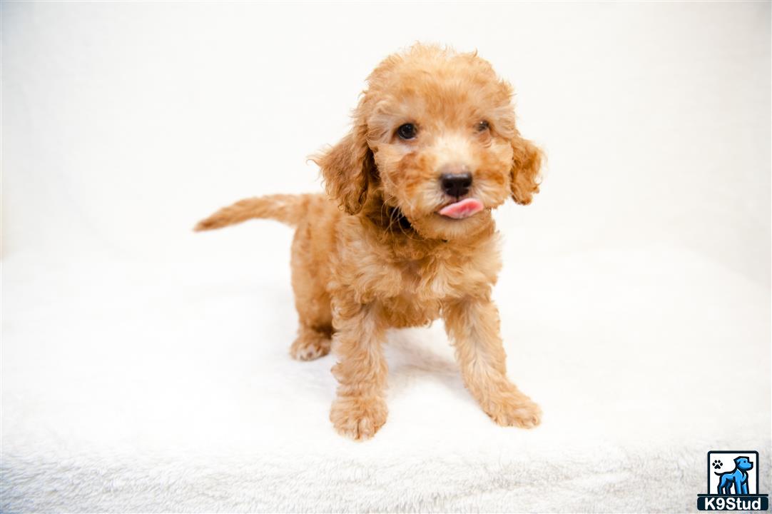 a goldendoodles dog running in the snow