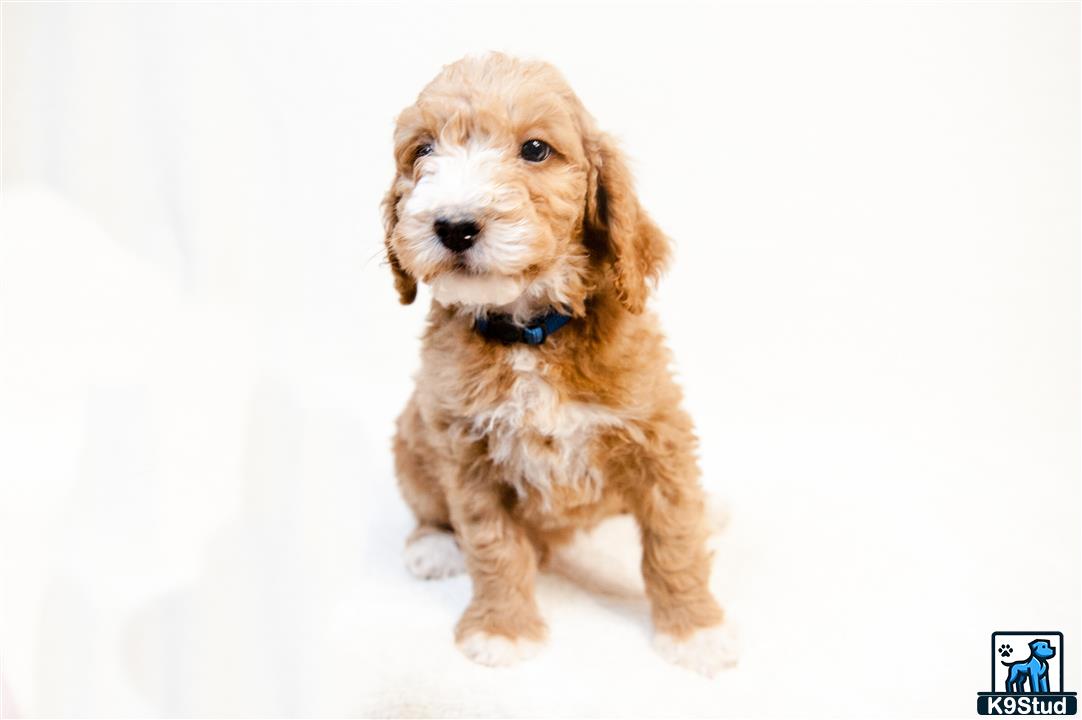 a small goldendoodles dog with a blue collar