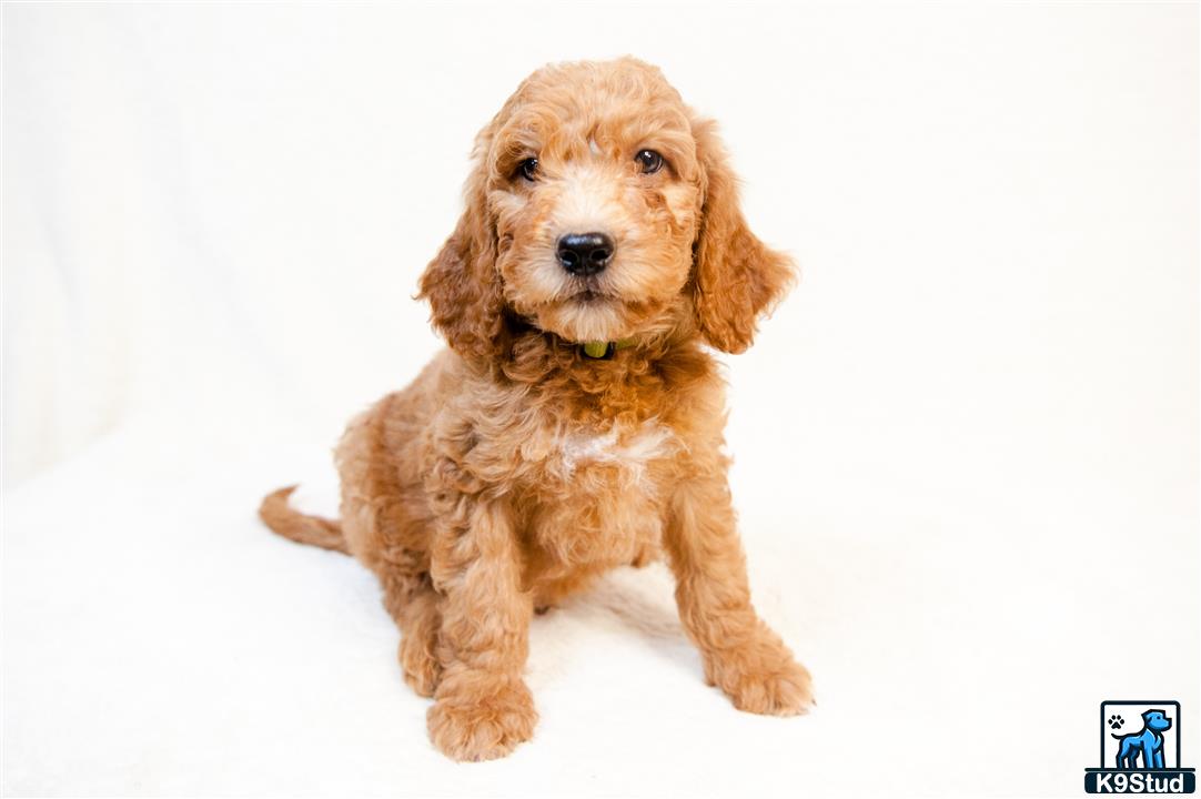 a goldendoodles dog sitting looking at the camera
