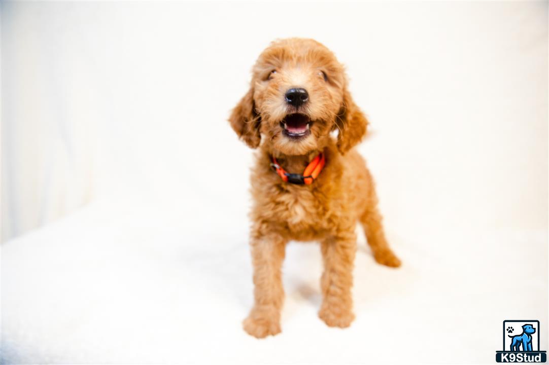 a goldendoodles dog standing on snow