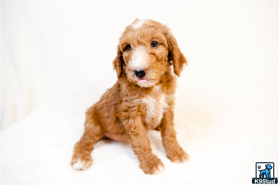 a goldendoodles dog sitting on a white surface