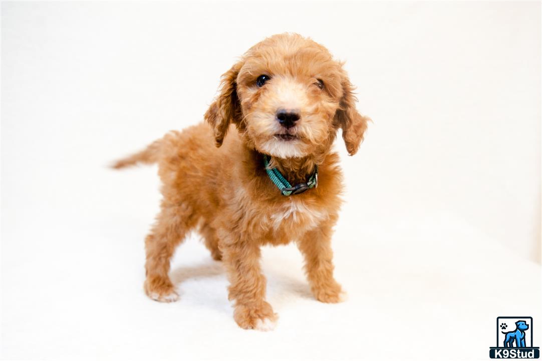 a goldendoodles dog standing on a white surface