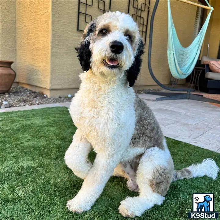 Goldendoodles stud dog