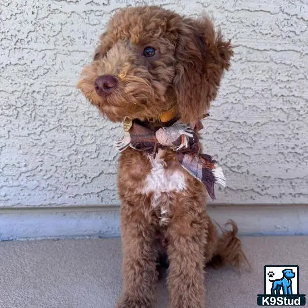 Goldendoodles stud dog