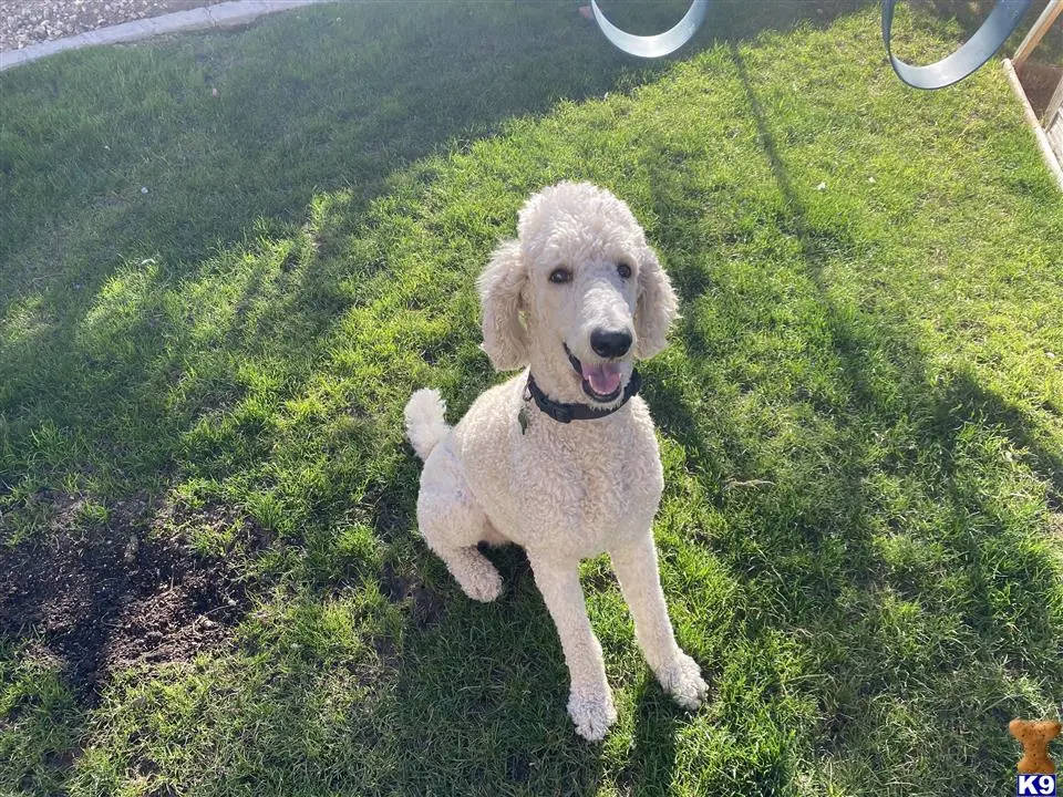 Poodle stud dog