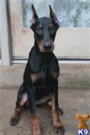 doberman pinscher puppy posted by superpup