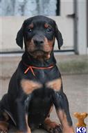 doberman pinscher puppy posted by superpup