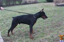 doberman pinscher puppy posted by superpup