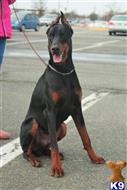 doberman pinscher puppy posted by superpup