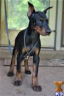doberman pinscher puppy posted by superpup