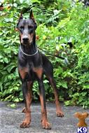 doberman pinscher puppy posted by superpup