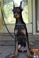 doberman pinscher puppy posted by superpup