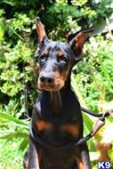 doberman pinscher puppy posted by superpup