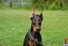 doberman pinscher puppy posted by superpup