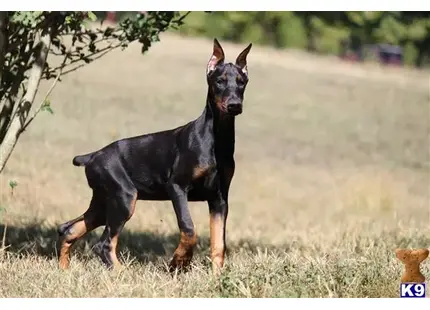 Doberman Pinscher