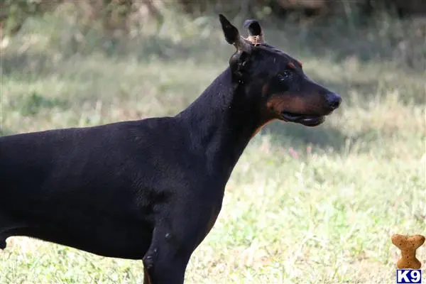 Doberman Pinscher