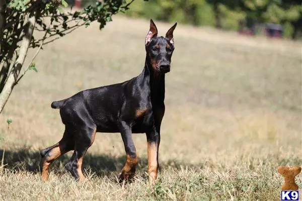 Doberman Pinscher