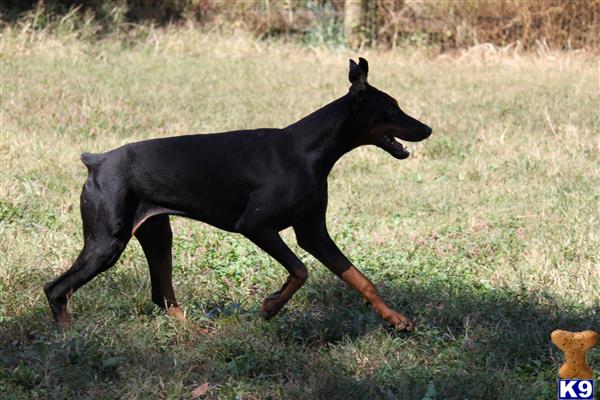 superpup Picture 2