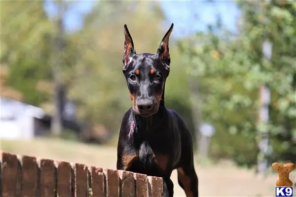 Doberman Pinscher puppy for sale