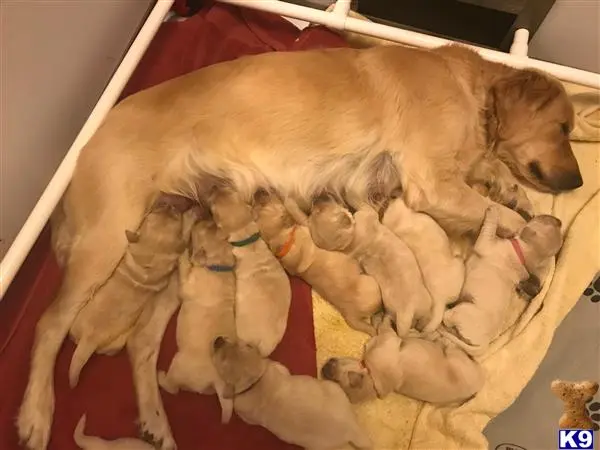 Golden Retriever puppy for sale